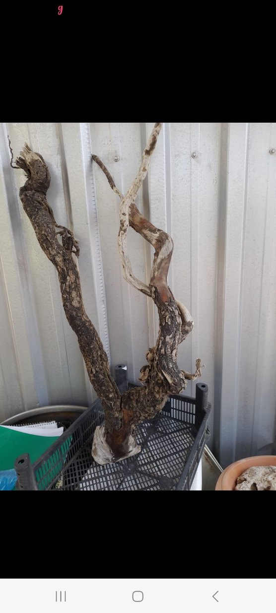 Koyu Bej Ahşap Oyuncak Dal Parçası - Görsel 2