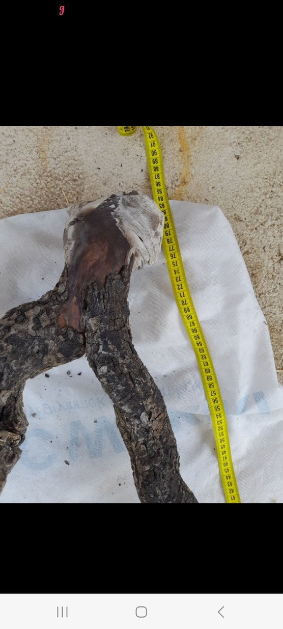 Koyu Bej Ahşap Oyuncak Dal Parçası - Görsel 5