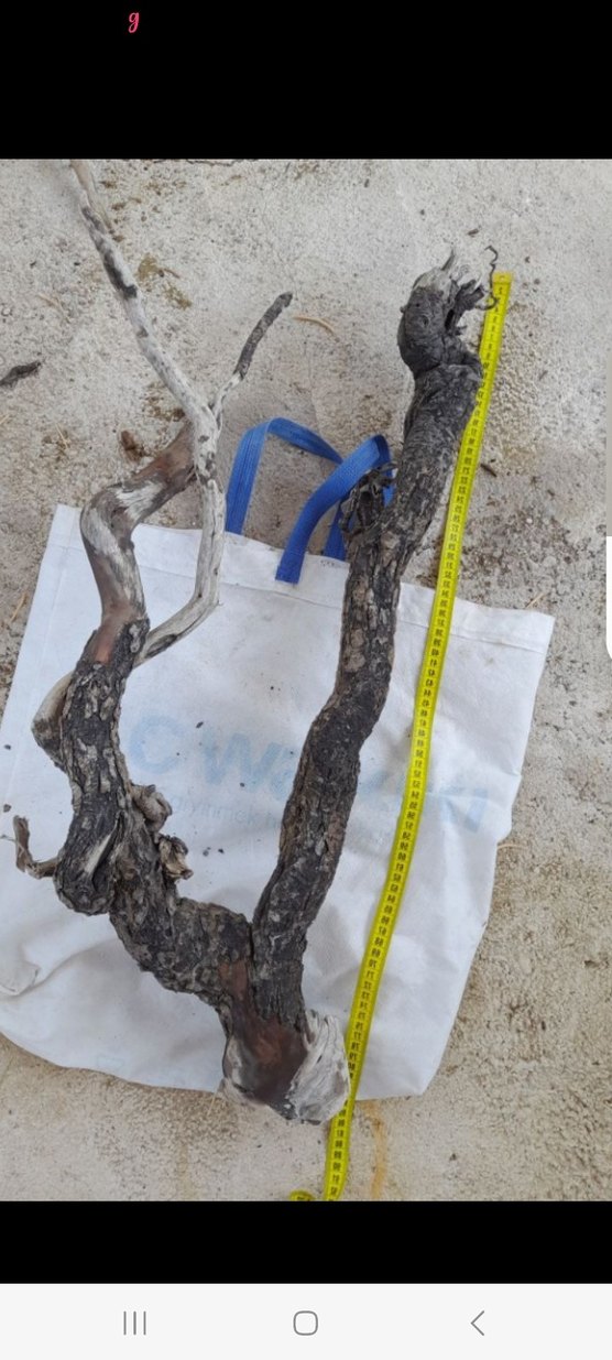 Koyu Bej Ahşap Oyuncak Dal Parçası - Görsel 4