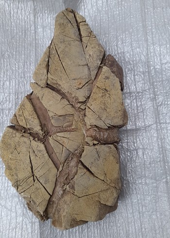 Dekoratif akvaryum taş 008 - Görsel 2