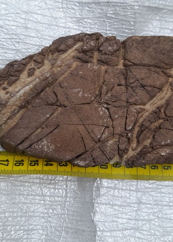 Dekoratif akvaryum deniz taş 009 - Görsel 5