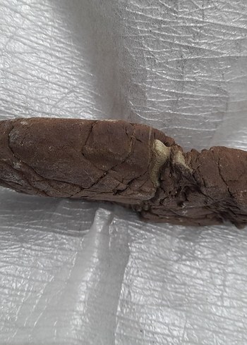 Dekoratif akvaryum deniz taş 009 - Görsel 4