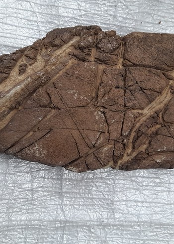 Dekoratif akvaryum deniz taş 009 - Görsel 2