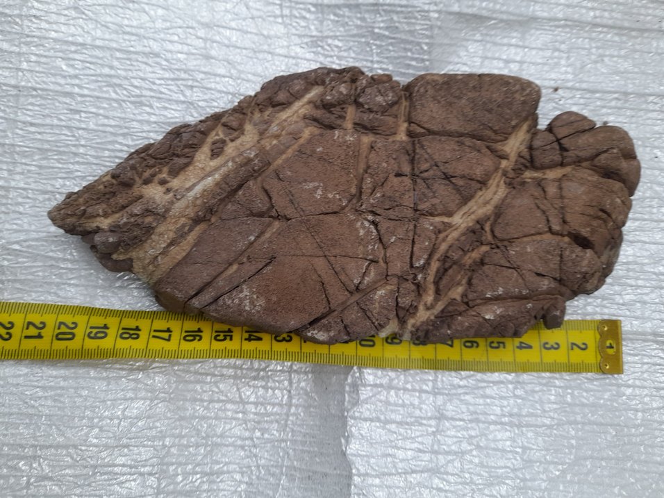 Dekoratif akvaryum deniz taş 009 - Görsel 5