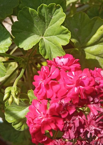 Canlı Pembe Çiçek ve Yeşil Yapraklar Gül Sardunya