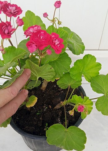 Beden Özel Tür Gül Sardunya