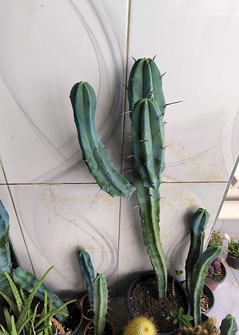 Kaktüs