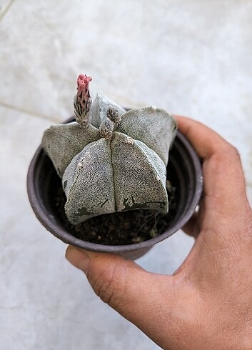 Beden Astrophytum kaktus