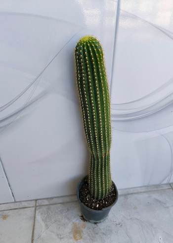 Kaktüs