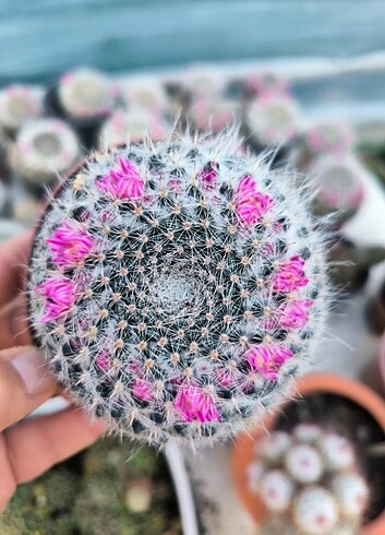 Mammillaria