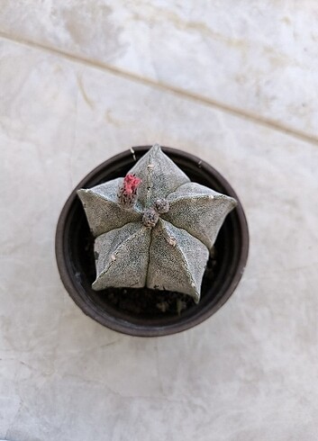 Diğer Astrophytum