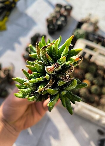Hoeartia