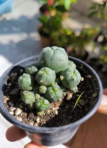 Diğer Lophophora