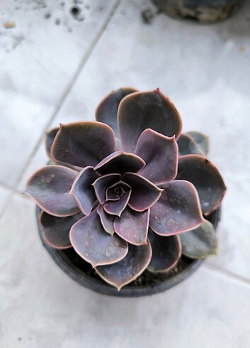 Echeveria sukulent