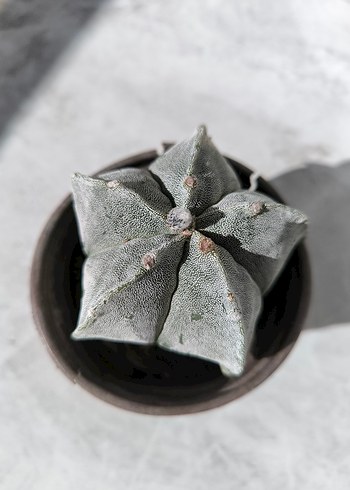 kaktüs astrophytum