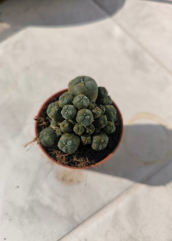 Kaktüs lophophora