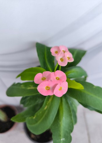 Canlı Renkli Pembe Çiçekli Ev Dekoru