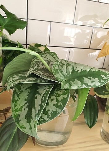 Scindapsus, pilea, kalp kalbe