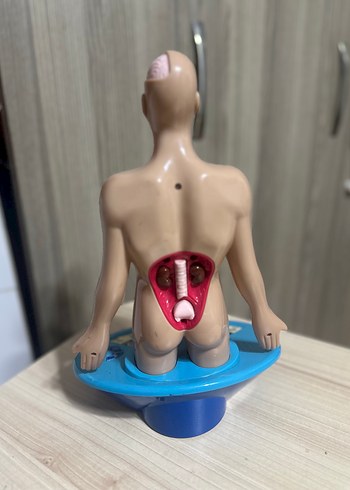  Beden Renk İnsan Vücudu Eğitim Oyuncağı