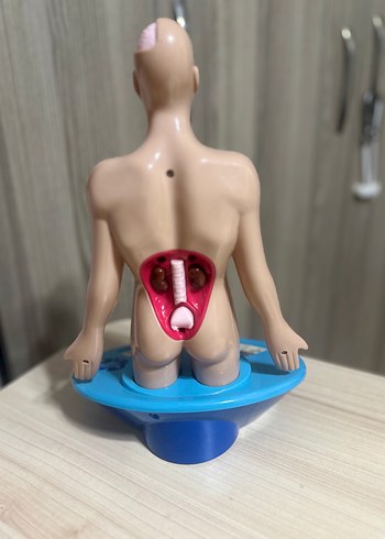 Diğer İnsan Vücudu Eğitim Oyuncağı