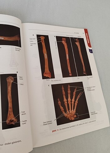  Sağlık Bilimlerinde Anatomi Atlası 