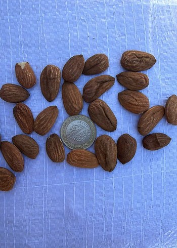 Yerli Üretim Doğal Badem - Görsel 6