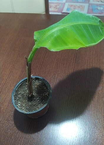 Yabani igde