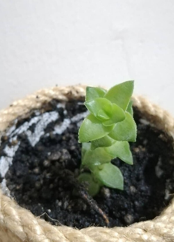 Sukulent  - Görsel 3