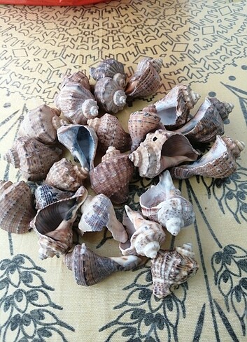Deniz kabuğu - Görsel 2