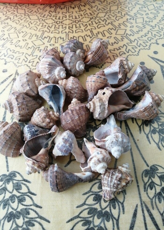 Deniz kabuğu - Görsel 2