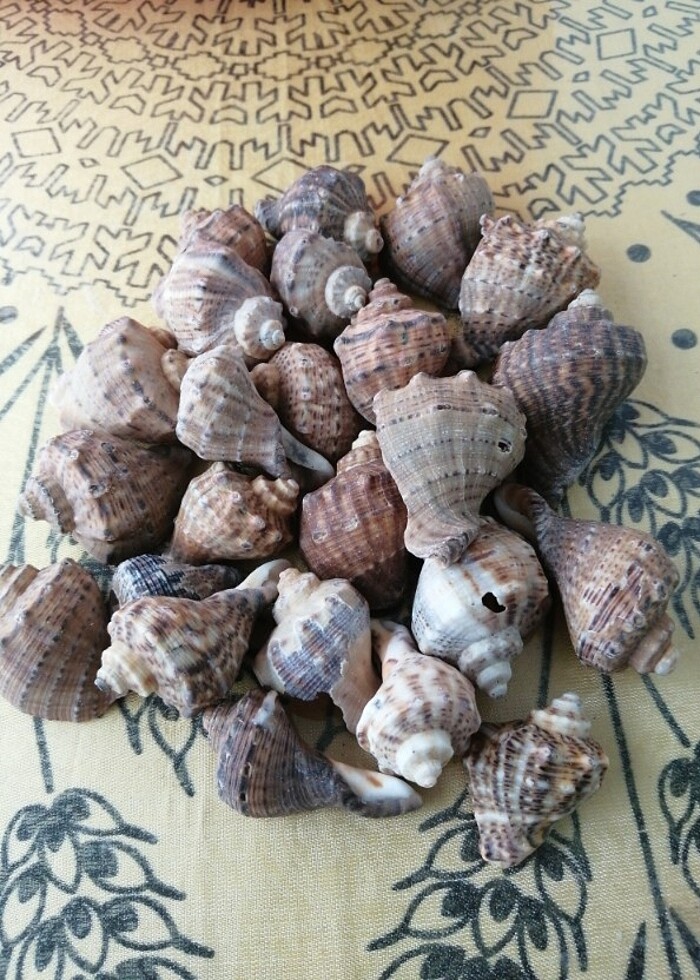 Deniz kabuğu - Görsel 3