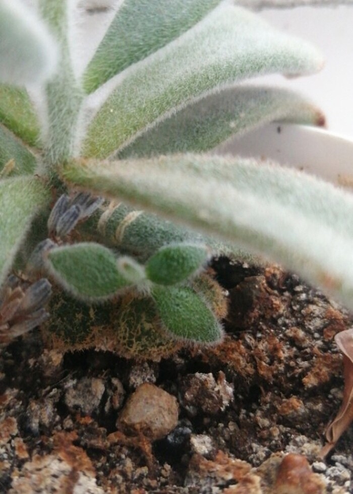 Sukulent - Görsel 3