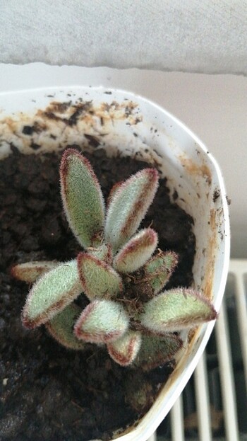 Sukulent - Görsel 2