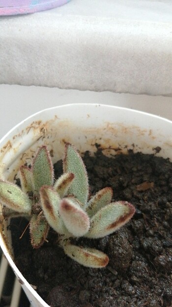 Sukulent - Görsel 3