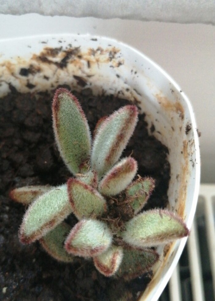 Sukulent - Görsel 2