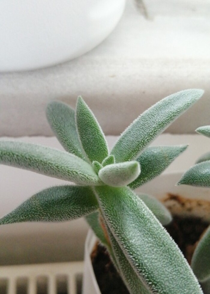 Sukulent  - Görsel 2