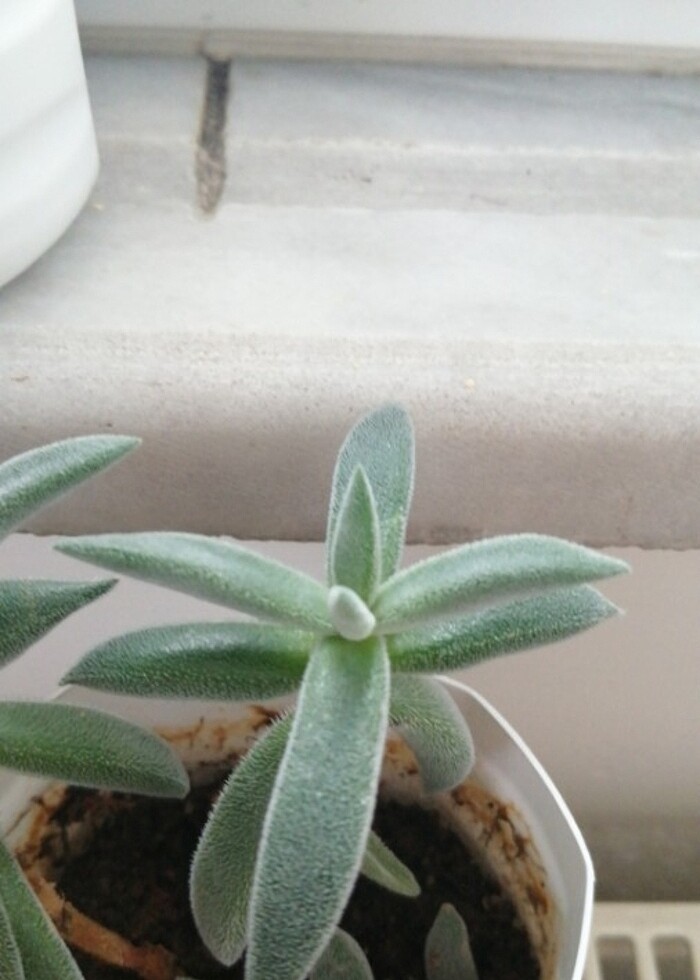 Sukulent  - Görsel 3