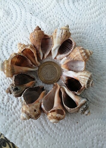 10 adet Deniz Kabuğu - Görsel 2