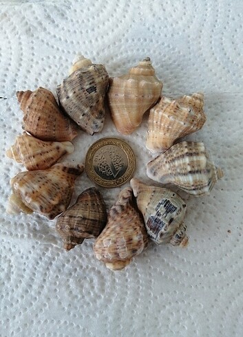 10 adet Deniz Kabuğu - Görsel 3