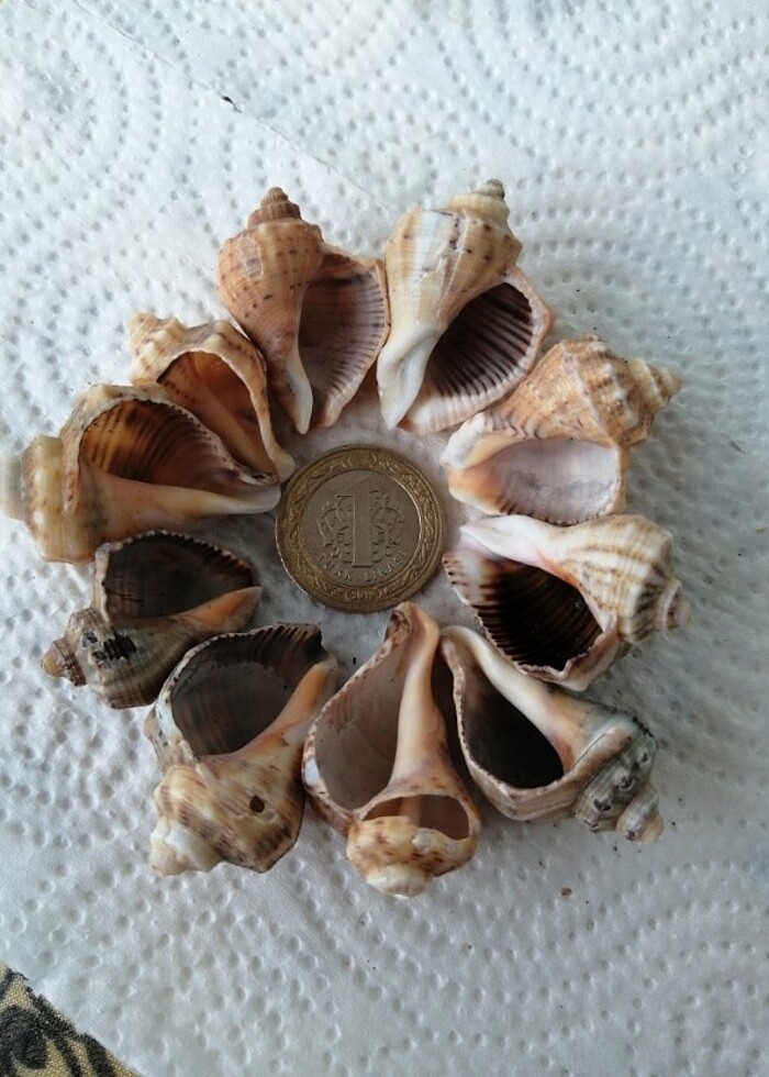10 adet Deniz Kabuğu - Görsel 2