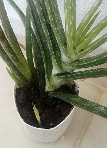 Aloe Vera 