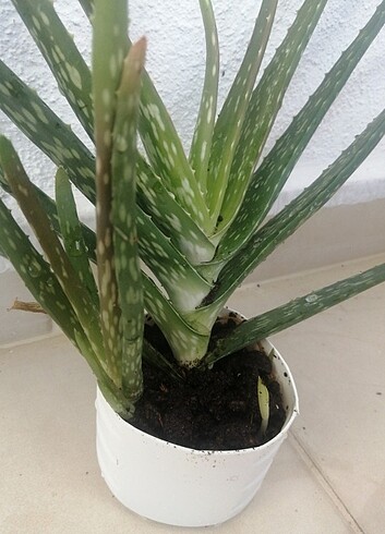 Diğer Aloe Vera 