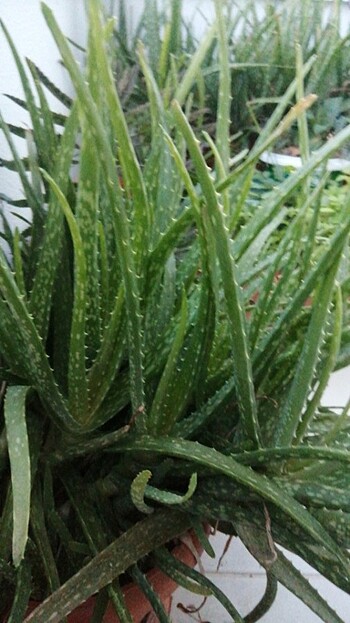 Aloe Vera  - Görsel 2