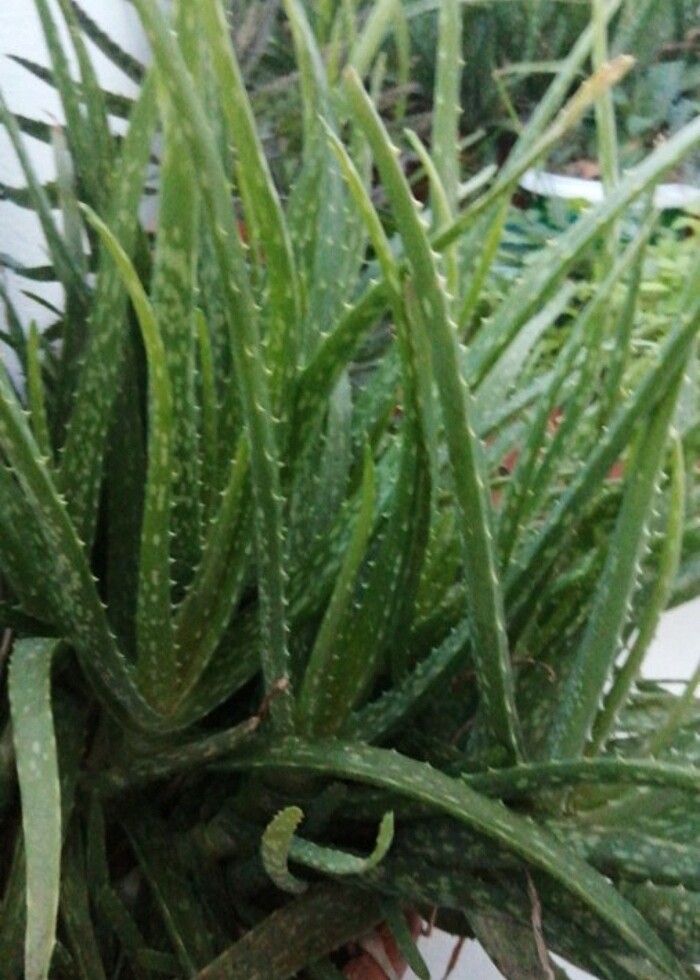 Aloe Vera  - Görsel 2