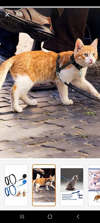 Kedi tasması