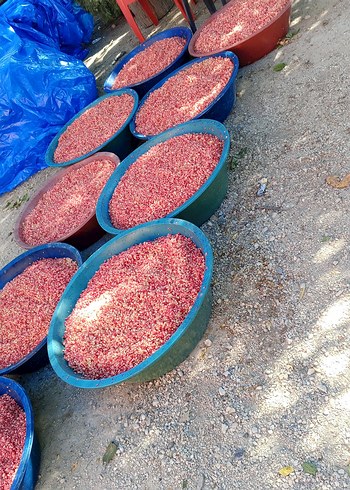 Renkli Büyük Gıda Kapları