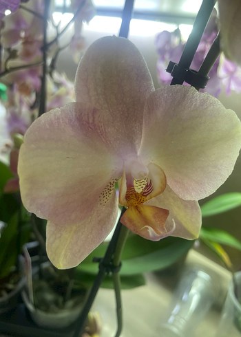 Bej Pastel Orkide Çiçeği - Görsel 2