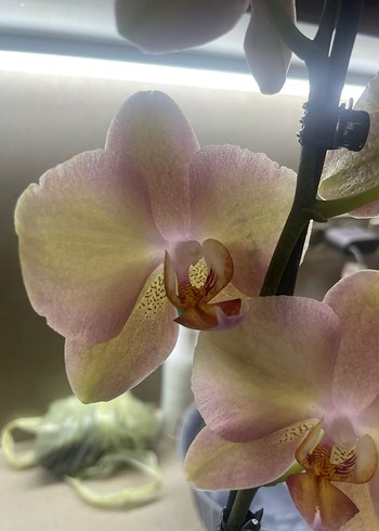 Bej Pastel Orkide Çiçeği - Görsel 5