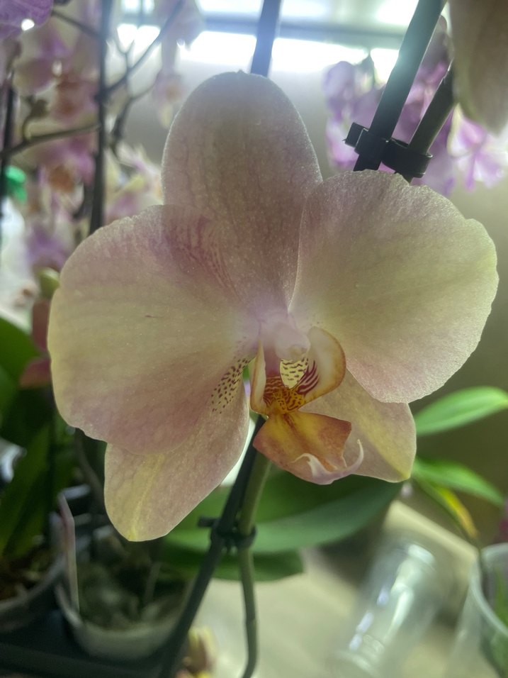 Bej Pastel Orkide Çiçeği - Görsel 2