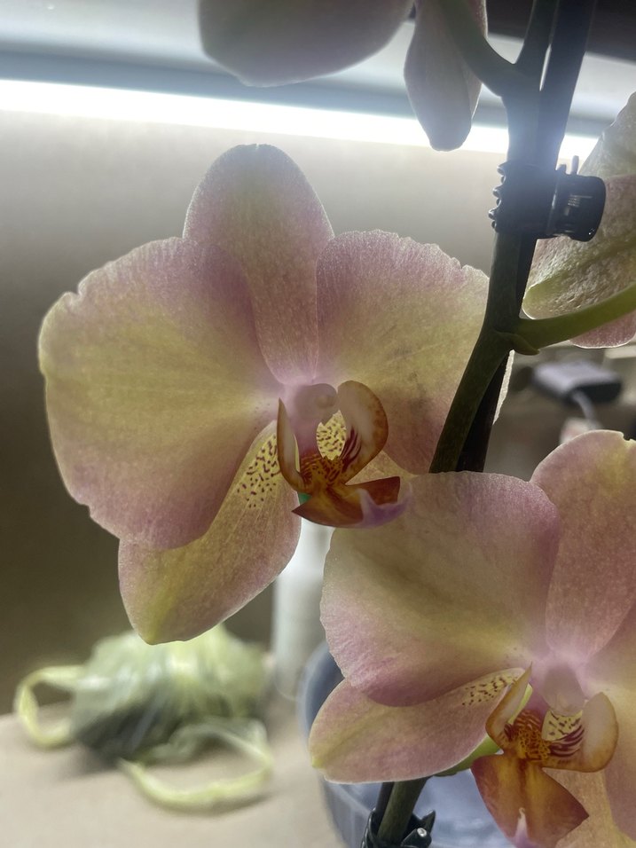 Bej Pastel Orkide Çiçeği - Görsel 5